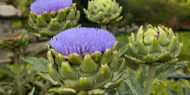 Chữa bệnh xơ gan cổ trướng bằng atiso