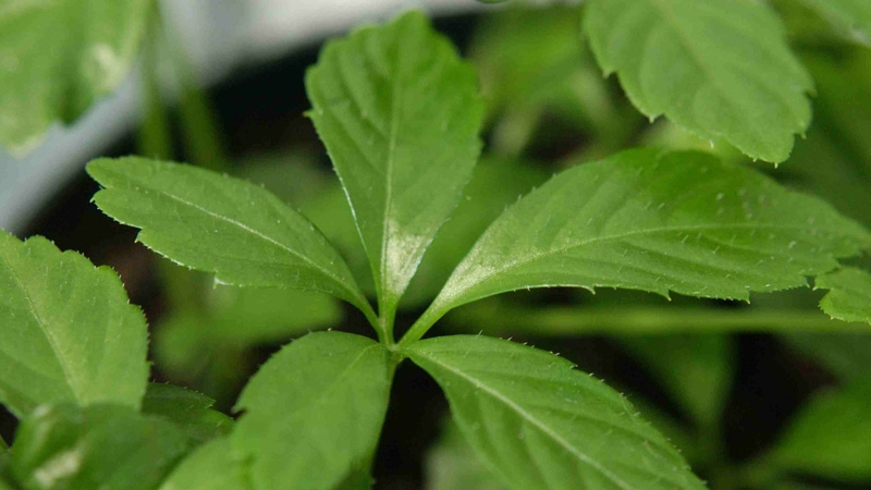 Cà gai leo kết hợp giảo cổ lam giúp chữa gan nhiễm mỡ rất tốt