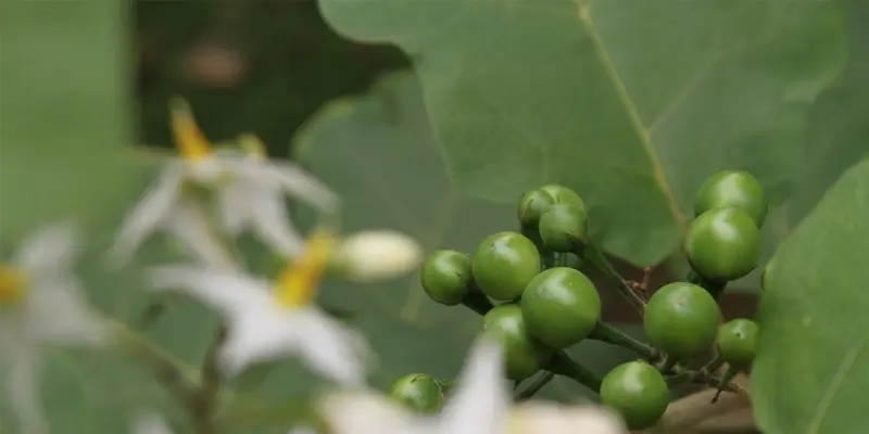 Cà gai leo giúp điều trị viêm gan B