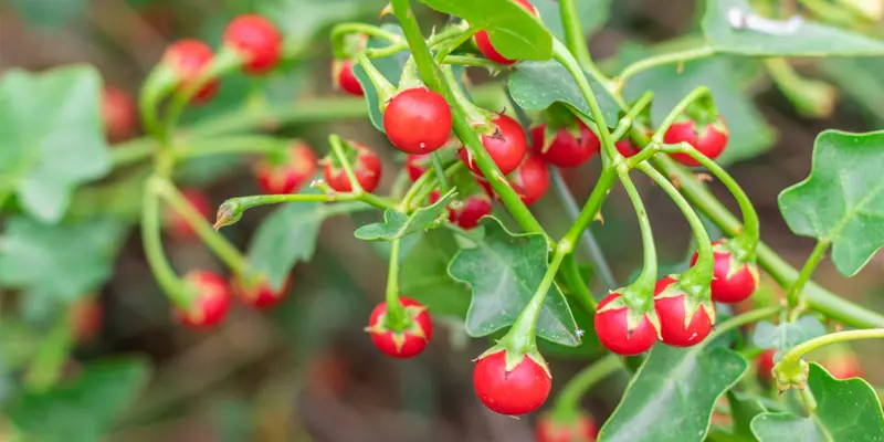 Cà gai leo giúp ngăn chặn sự phát triển của virus viêm gan C