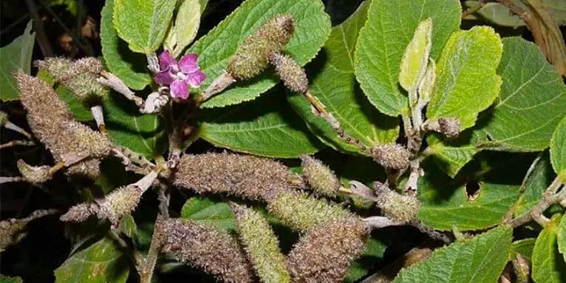 Cây an xoa chữa bệnh ung thư gan