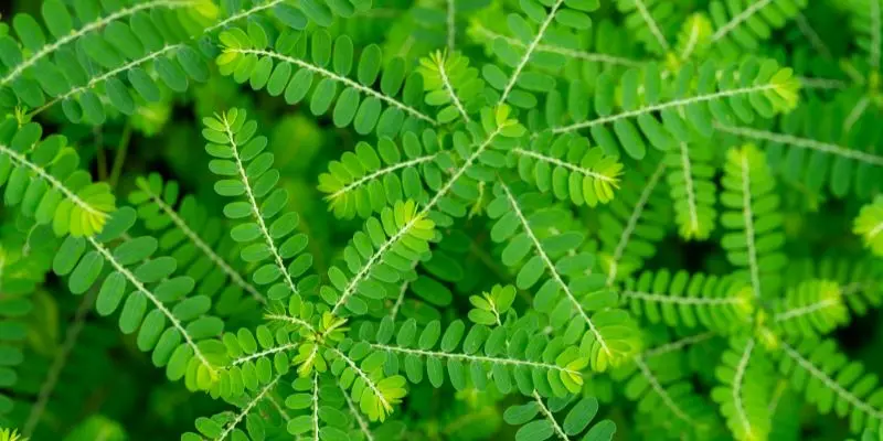 Cây chó đẻ hiệu quả cho bệnh nhân đang điều trị gan nhiễm mỡ