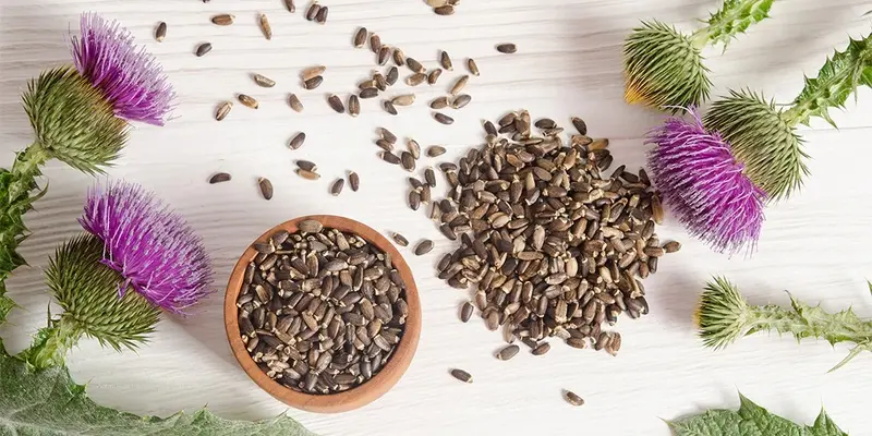 Kế sữa là một thuốc nam trị gan nhiễm mỡ rất tiêu biểu