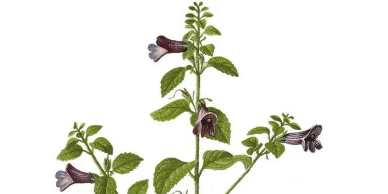 Nhân trần là dược liệu tự nhiên trong bài thuốc chữa gan nhiễm mỡ