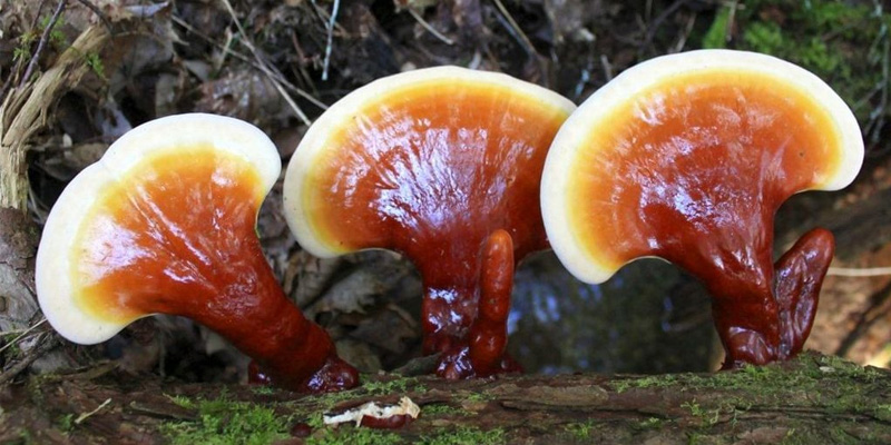 Việc sử dụng nấm linh chi thường xuyên giúp tăng cường hệ miễn dịch của cơ thể, đào thải độc tố trong cơ thể