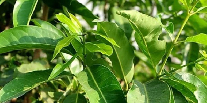 Lá vối chứa nhiều vitamin, chất béo, sterol và galic, giúp tăng cường sức đề kháng, phục hồi tế bào gan và kháng khuẩn hiệu quả