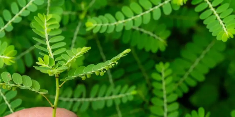 Cách chữa gan nhiễm mỡ bằng cây chó đẻ