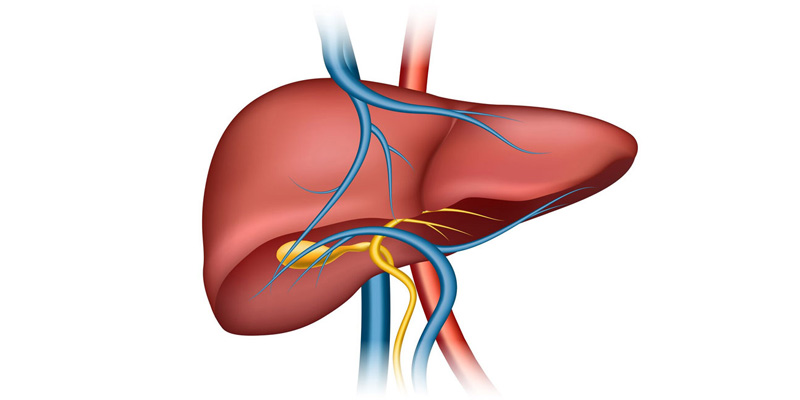 Bệnh gan nhiễm mỡ có thể gây ra nhiều biến chứng nguy hiểm cho sức khỏe