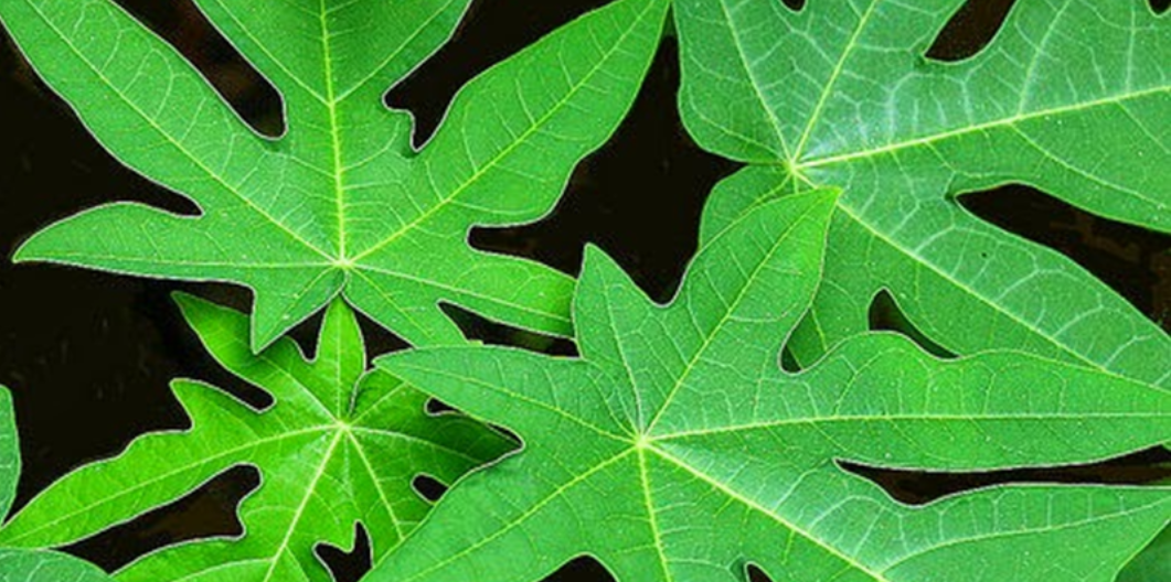 Lá đu đủ được coi là phương pháp dân gian điều trị ung thư gan hiệu quả
