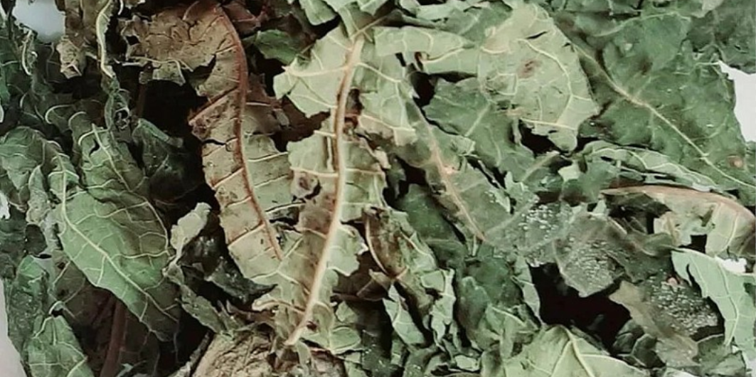 Lá đu đủ phơi khô có thể sắc uống như trà chữa ung thư gan