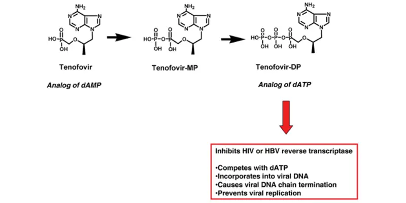 Sơ đồ mô tả hoạt hóa nội bào và cơ chế tác dụng kháng virus của tenofovir