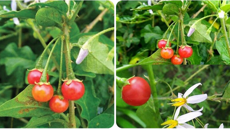 Cà gai leo được công nhận có tác dụng chữa gan nhiễm mỡ