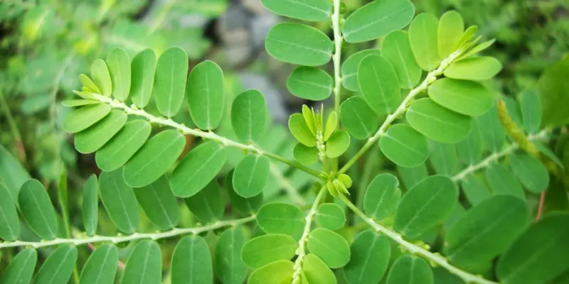 Cây thuốc chữa bệnh xơ gan cổ trướng - cây chó đẻ