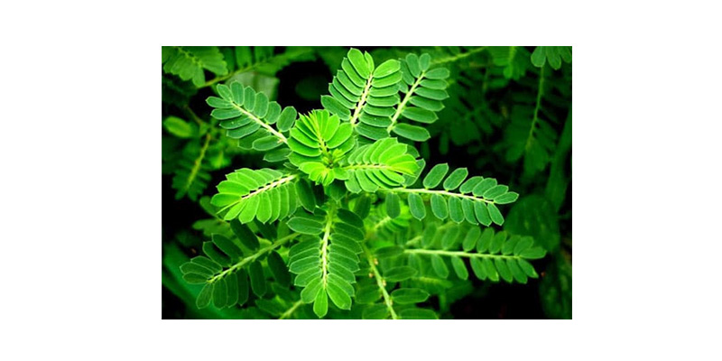 Cây Diệp Hạ Châu