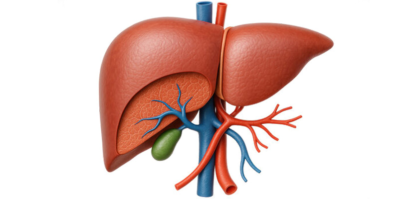 Lựa chọn phương pháp điều trị tùy thuộc vào vị trí của khối ung thư gan