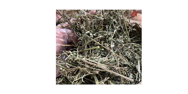 Dược liệu Diệp Hạ Châu