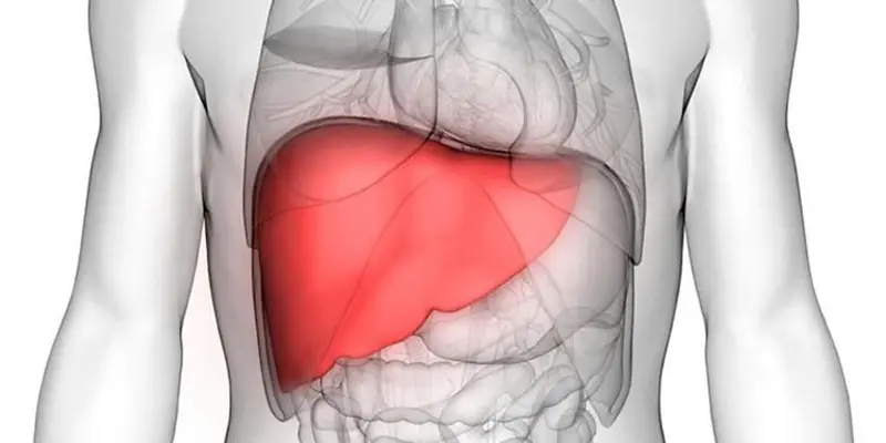 Gan là cơ quan có kích thước lớn với nhiều chức năng quan trọng