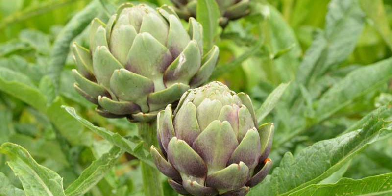 Các dưỡng chất trong atiso có tác dụng giải độc gan, bảo vệ gan