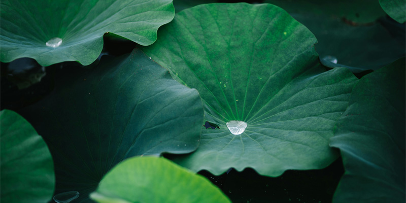 Lá sen giúp làm giảm lượng mỡ trong máu và hỗ trợ quá trình tiêu hủy mỡ thừa trong gan