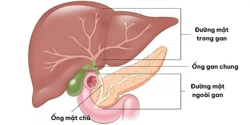 Giãn đường mật trong gan là tình trạng mà các ống mật trong gan bị phình to