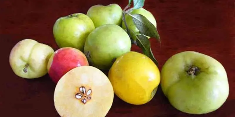 Táo mèo là loại quả có thể ăn tươi, có lợi cho bệnh nhân gan nhiễm mỡ