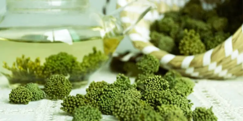 Một số cách sử dụng dược liệu tam thất