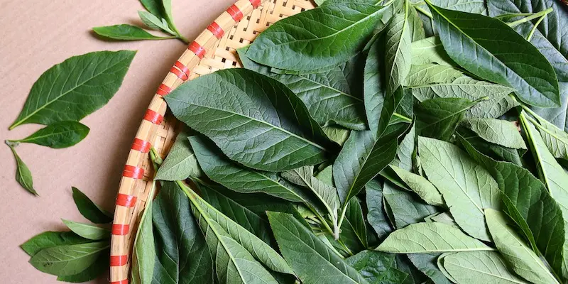 Lá mật gấu sắc nước uống có lợi cho bệnh nhân gan nhiễm mỡ