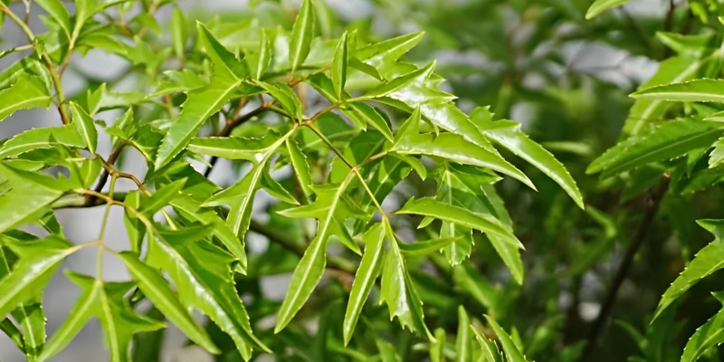 Lá đinh lăng giúp hỗ trợ chuyển hóa mỡ, tăng cường chức năng gan