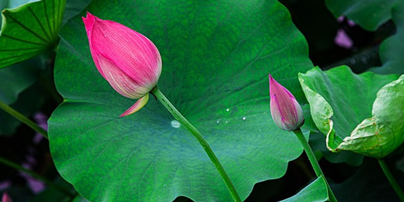 Lá sen có khả năng chữa gan nhiễm mỡ