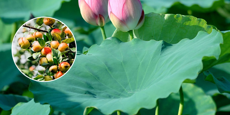 Kết hợp táo mèo và lá sen chữa gan nhiễm mỡ