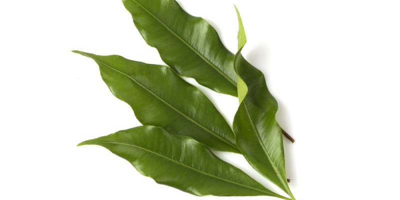 Với những lợi ích đã được biết đến, lá vối có thể là phương pháp hỗ trợ điều trị tiềm năng cho những người mắc bệnh gan nhiễm mỡ