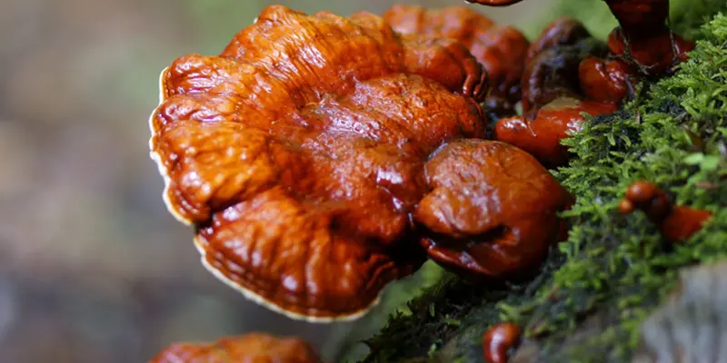 Những lưu ý cần tránh khi dùng nấm lim xanh chữa ung thư gan