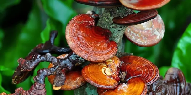 Nấm lim xanh là gì không phải ai cũng biết