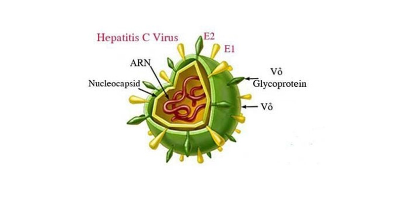 Nhiễm virus viêm gan c có thể dẫn đến nguy cơ đái tháo đường