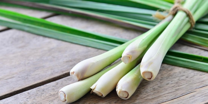 Sả có công dụng thanh lọc gan