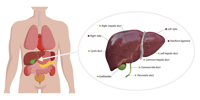 Gan đảm nhận vai trò rất quan trọng trong cơ thể người