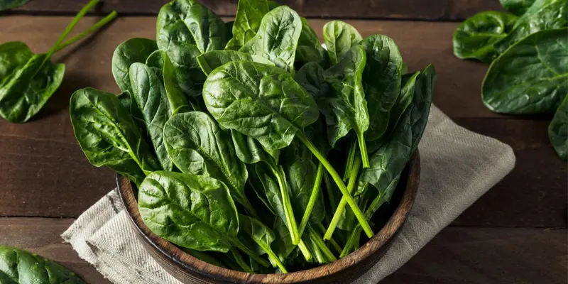 Rau bina là 1 trong 4 loại rau ưa thích của gan giúp gan giải độc, giảm mỡ