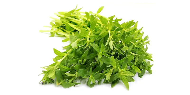 Rau ngổ có tính kháng viêm giúp điều trị viêm gan