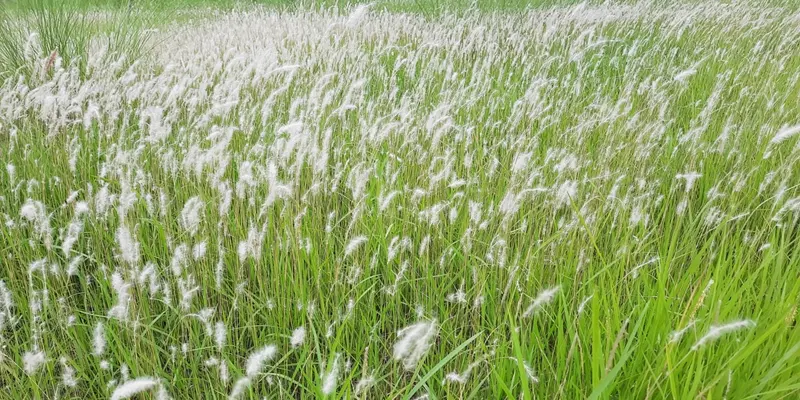 Rễ cỏ tranh là vị thuốc nam được sử dụng phổ biến trong điều trị xơ gan cổ trướng