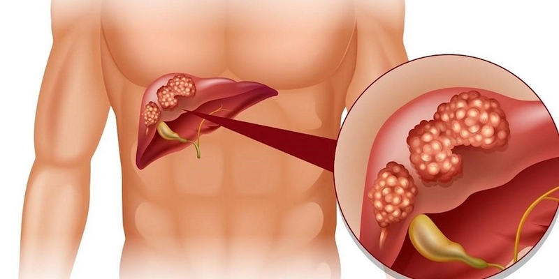 Gan có vai trò quan trọng đối với cơ thể