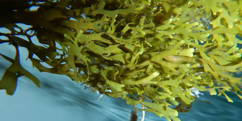 Tảo biển hay còn được gọi là rong biển, sống tại vùng nước mặn hoặc nước lợ