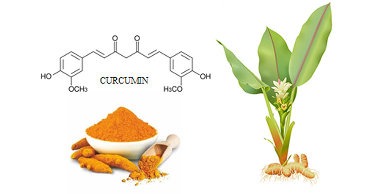 Thành phần curcumin trong nghệ giúp bảo vệ bào gan