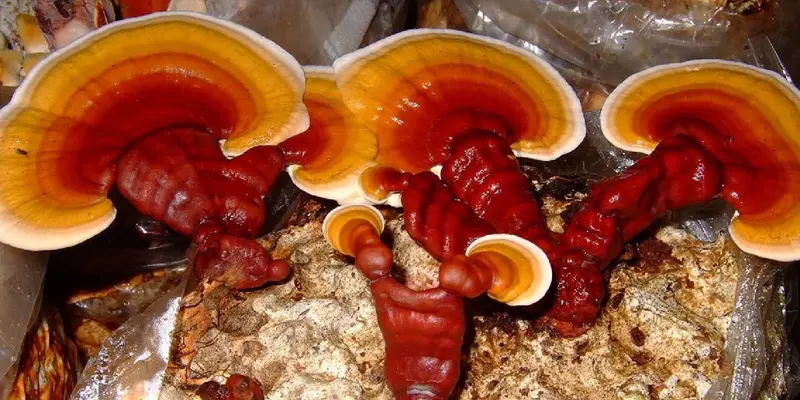 Triterpenes hoạt chất quan trọng trong nấm lim xanh