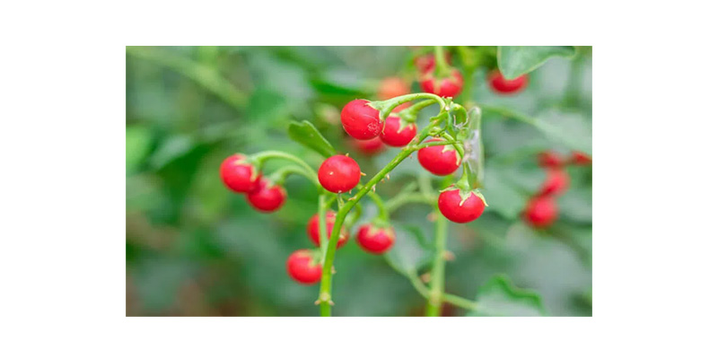 Qủa cây cà gai leo