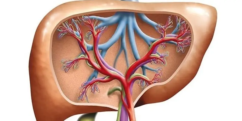 Bệnh xơ gan ứ mật có thể xảy ra cả trong và ngoài gan