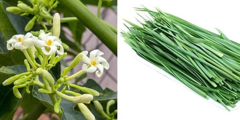 Bài thuốc hạt chanh, lá hẹ tươi và hoa đu đủ đực chữa ung thư gan