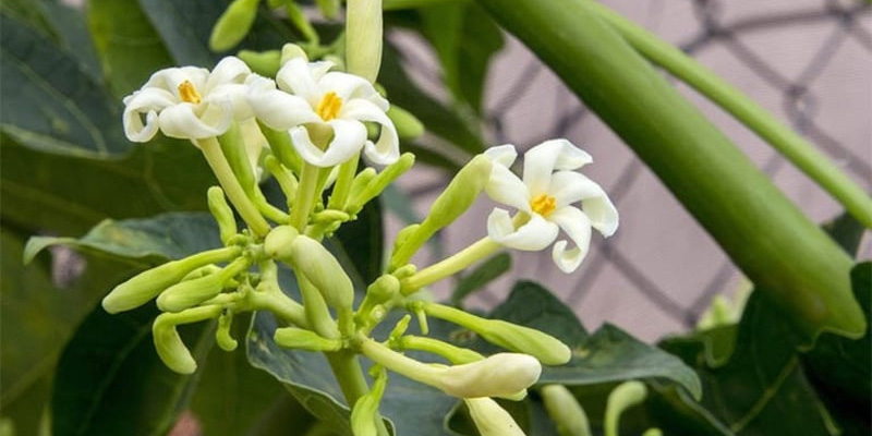 Hoa đu đủ đực – loại thảo dược lành tính có thể chữa ung thư