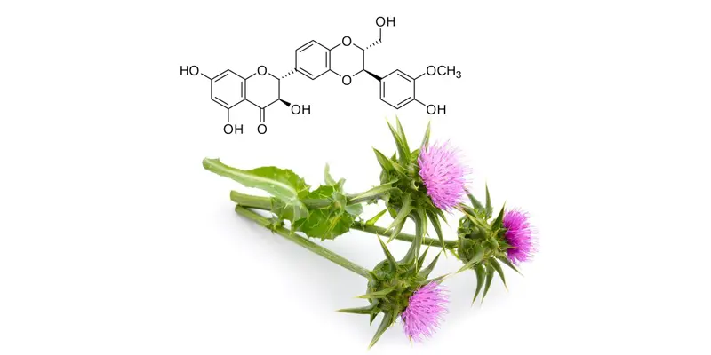 Silybin phospholipids có khả năng chống viêm và bảo vệ gan