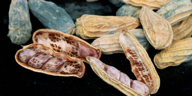 Một số thực phẩm bị mốc thường chứa aflatoxin là lạc và đậu