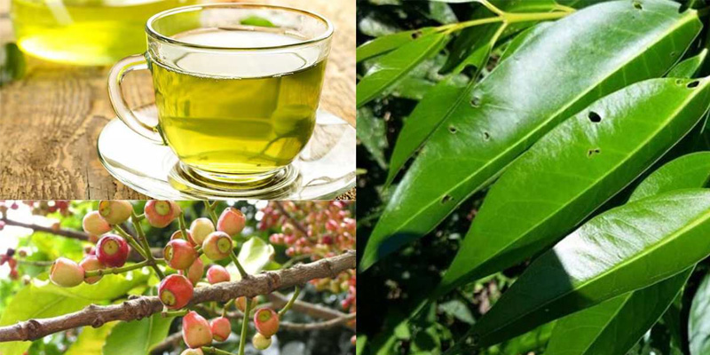 Nước lá vối giúp giảm tình trạng đầy bụng và khó tiêu